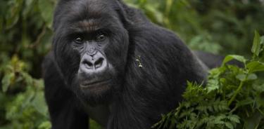 Gorilas de un zoológico de Atlanta  dan positivo por covid-19