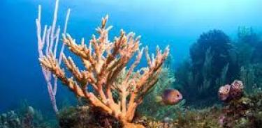 Los arrecifes de coral han perdido el 50% de su 'utilidad' en 70 años