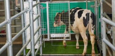 Enseñan a las vacas a ir al baño para reducir la contaminación por amoníaco