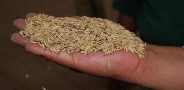 Desarrollan variedades de arroz resistentes a sequía, inundaciones y plagas