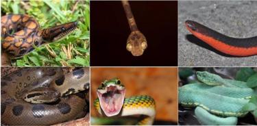 La evolución de las serpientes.