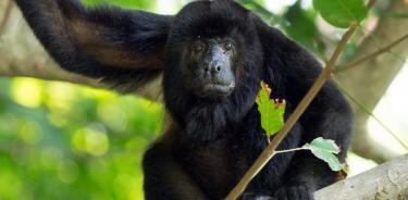 Manú, que saltó de la realidad a los cuentos infantiles, desciende de un grupo de primates que migró por la amenaza de sus hábitats