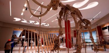 Los restos óseos de un mamut, el 15 de octubre de 2021, en el Museo Paleontológico de Santa Lucía Quinamétzin.