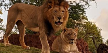 Fotografía divulgada por el zoológico de Honolulu donde aparece el león africano macho Ekundu (i), de 13 años y que murió por contagio de la COVID (EFE)