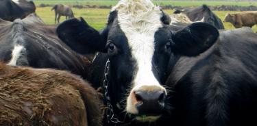 Las vacas son grandes emisoras de metano (Cuartoscuro)