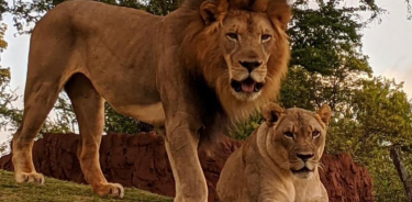 Fotografía divulgada por el zoológico de Honolulu donde aparece el león africano macho Ekundu (i), de 13 años y que murió por contagio de la COVID (EFE)