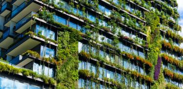 Revestir edificios con paredes diseñadas para quedar cubiertas por plantas puede reducir la cantidad de calor perdido.
