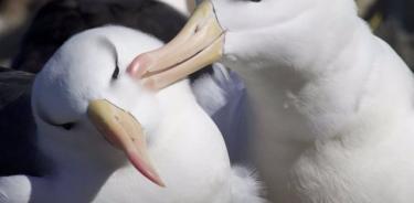 Pareja de albatros.

Las inmersiones de los albatros persiguiendo presas alcanzan profundidades que pueden superar los 19 metros, el doble de lo estimado antes, según un nuevo estudio publicado en Current Biology.

POLITICA INVESTIGACIÓN Y TECNOLOGÍA
UNIVERSIDAD DE OXFORD