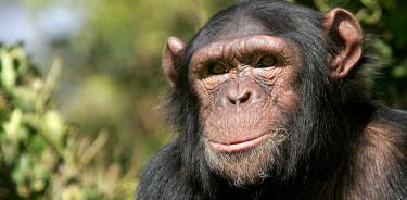 Un total de 35 grupos  de chimpancés visitaron los experimentos.