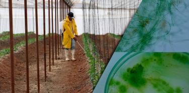 El glifosato es el herbicida más usado en el mundo.