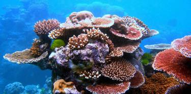 El fallo protege al sistema de arrecife de mayor tamaño de la región centro del Golfo de México.
.