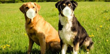 Mascotas, susceptibles de contraer el virus del SARS-CoV-2, si su dueño está enfermo