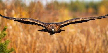 Lanzan campaña para salvar a Águila real; sólo quedan 174 parejas  reproductivas