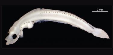 Un espécimen larvario del pez plateado antártico Pleuragramma antarctica.