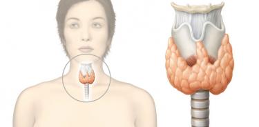 La tiroides es una glándula, con forma de mariposa, que se localiza en el cuello y regula muchas funciones del cuerpo.