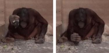 Loui (el orangután macho juvenil) usando el núcleo como elemento activo para golpear verticalmente el piso de concreto de la sala de pruebas durante la condición de Flake Trading del Experimento 2.