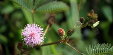 . Flor de la dormilona, Mimosa pudica.