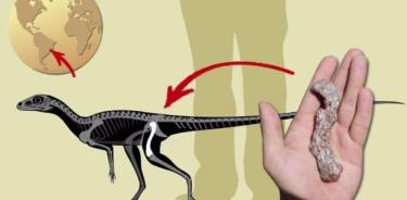La descripción y reconstrucción del animal fue hecha a partir de un fémur de 11 centímetros por el paleontólogo Rodrigo Temp Müller.
