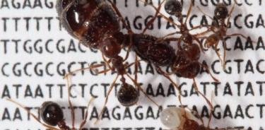 Científicos encuentran una nueva estructura de colonia de hormigas de fuego que evolucionó en una especie antes de extenderse a otras.