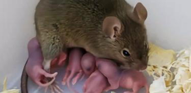 El ratón que derivó de un solo ovocito no fertilizado creció hasta los 4,5 meses y dio a luz a su descendencia.