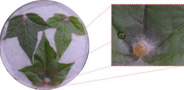 Patogénesis del hongo Neofusicoccum parvum en hojas de Liquidambar styraciflua en condiciones in vitro. El hongo infecta gradualmente el tejido vegetal formando un área necrótica (muerta) alrededor del punto de inoculación.