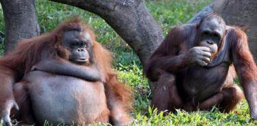 Este hallazgo no solo demuestra que los orangutanes salvajes tienen distintas 