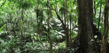 Figura 1.- Sotobosque de la selva de Los Tuxtlas donde se aprecian varias especies de palmas como el “Chocho” (Astrocaryum mexicanun) y la palma Camedor (Chamaedorea alternas).
