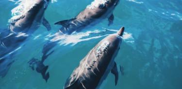 Grupo de delfines mulares.

Los machos de delfín mular mantienen relaciones sociales débiles pero vitales con sus aliados mediante intercambios de silbidos, según han descubierto investigadores de la Universidad de Bristol.

POLITICA INVESTIGACIÓN Y TECNOLOGÍA
PXHERE