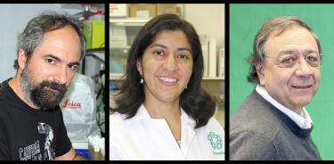 Diferentes fases de la investigación fueron coordinadas por tres investigadores de Cinvestav: Fannis Missirlis, Liliana Quintanar y Alberto Vela.