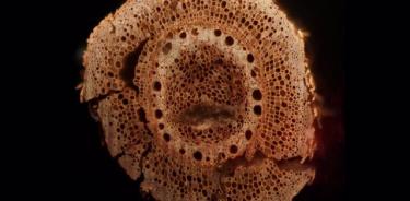 Sección transversal de una raíz de maíz de 5000 años revelada por tomografía de ablación láser.