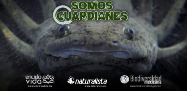 A través de presentar a 50 especies emblemáticas, Conabio busca fortalecer la protección de los ecosistemas mexicanos.