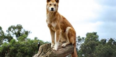 El dingo es un perro salvaje típicamente australiano.