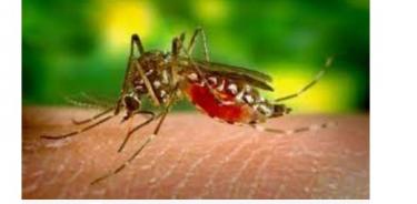 mosquitos hembra Anopheles, transmiten la enfermedad del paludismo, aunque hace 40 años en México no se registra ningún caso autóctono
