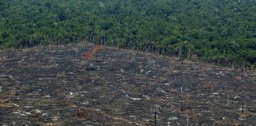 En Brasil se perdieron 1.5 millones de hectáreas en 2021.