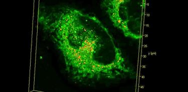 Imagen procedente de una reconstrucción de alta resolución en 3D del retículo endoplasmático, visto por un microscopio de barrido láser.