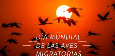 El segundo sábado de mayo se celebra el Día Mundial de las Aves Migratorias.