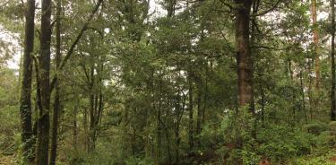 Bosque en área protegida comunitaria.
