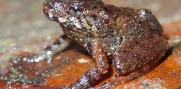 La rana ladrona de Miles (Craugastor milesi), endémica de Honduras y que se creía extinta, fue redescubierta en 2008.