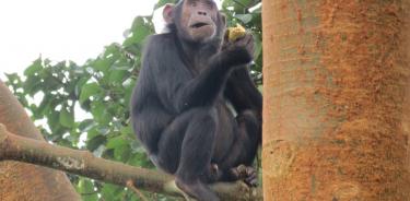 Chimpancé en Kibale National Park, Uganda.