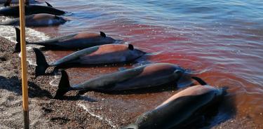 Agentes de la Procuraduría Federal de Protección al Ambiente y ambientalistas revisan a un grupo de delfines varados.