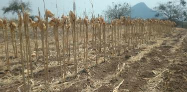 Aunque México es centro de origen del maíz, el 73 por ciento de ese grano se importa por falta de políticas de fomento a la producción.