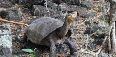Fernanda, la tortuga gigante de Galápagos.
