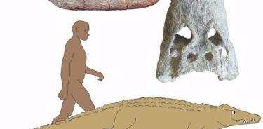 Investigadores dirigidos por la Universidad de Iowa han descubierto dos nuevas especies de cocodrilos que vagaban por partes de África hace entre 18 y 15 millones de años y se alimentaban de antepasados humanos. POLITICA INVESTIGACIÓN Y