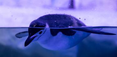 El acuario ha logrado reproducir al pingüino gentú (imagen) y alista la de barbijo.