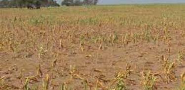 Se agudiza sequía en el país