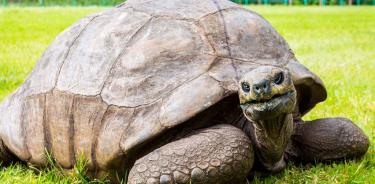 Jonathan, la tortuga gigante de las Seychelles.