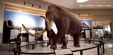 . El mamut colombino (Mammuthus columbi), en el AIFA.