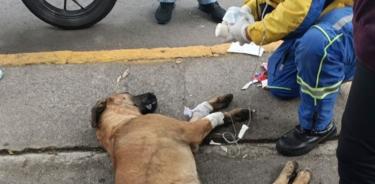 Al perrito atropellado le fue aplica una solución intravenosa por un rescatista del ERUM para estabilizarlo luego de 1ue fue arrollado por un vehículo en Vallejo.