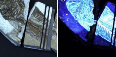 Biofinder detección de restos biológicos en fósiles de peces. (a) Imagen de luz blanca de un fósil de pez de la formación Green River (b) Imagen de fluorescencia del fósil de pez obtenido por el Biofinder.