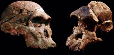 Cráneos de Australopithecus que se encontraron en las cuevas de Sterkfontein, Sudáfrica.